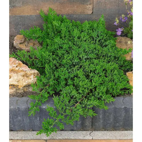 Ялівець лежачий 'Нана', Juniperus procumbens 'Nana', 4- річний, С3 - Зображення 5