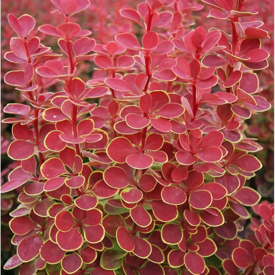 Барбарис Тунберга "Оранж Санрайз", Berberis Thunbergii "Orange Sunrise", С1, 5 - Зображення 2
