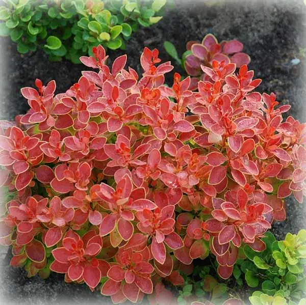 Барбарис Тунберга "Оранж Санрайз", Berberis Thunbergii "Orange Sunrise", С1, 5 - Зображення 3