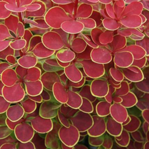 Барбарис Тунберга "Оранж Санрайз", Berberis Thunbergii "Orange Sunrise", С1, 5
