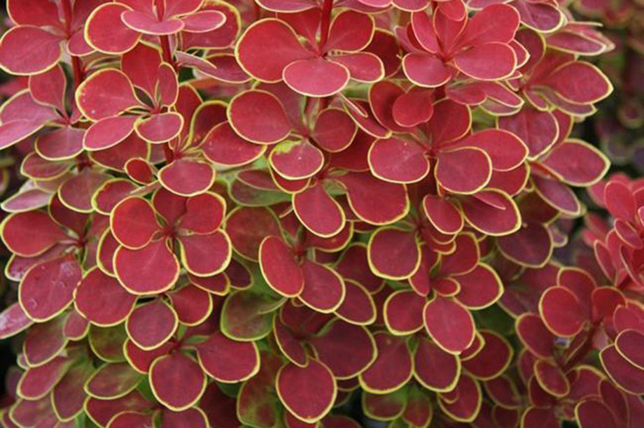 Барбарис Тунберга "Оранж Санрайз", Berberis Thunbergii "Orange Sunrise", С1, 5