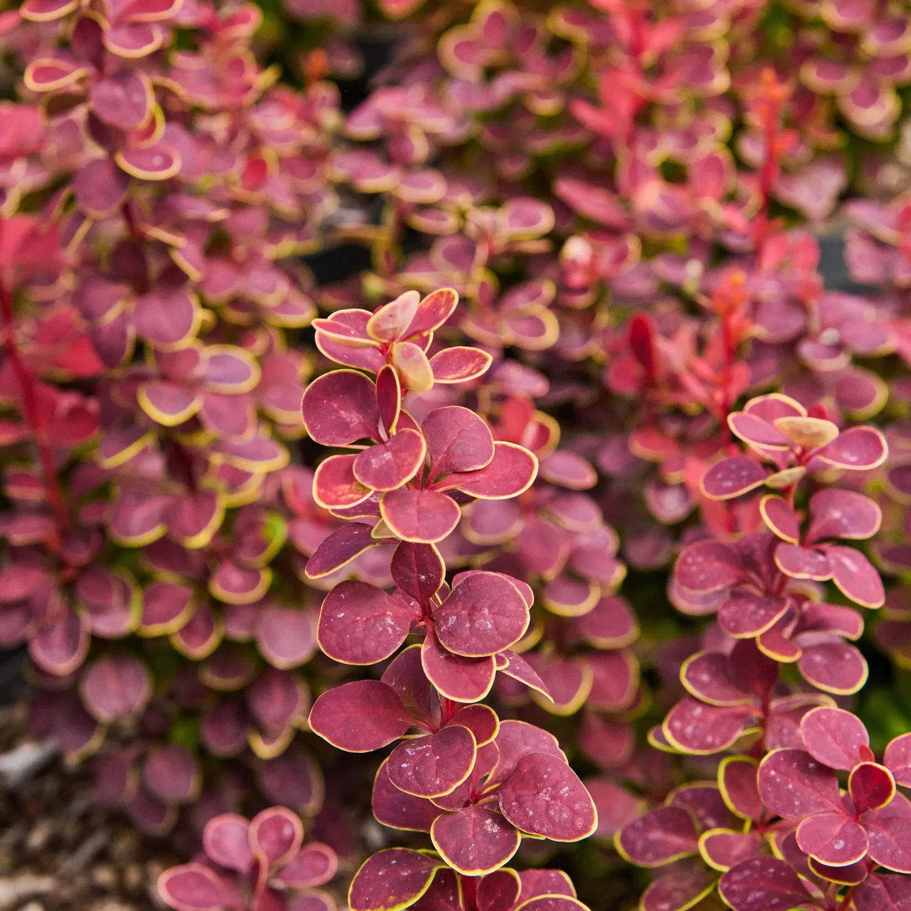 Барбарис Тунберга "Оранж Санрайз", Berberis Thunbergii "Orange Sunrise", С1, 5 - Зображення 4
