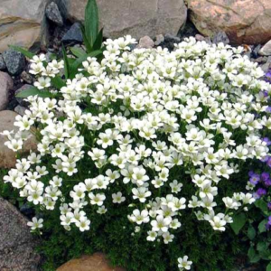 Ломикамінь Арендса білий, Saxifraga Arendsii, Р9