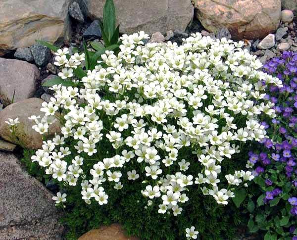 Ломикамінь Арендса білий, Saxifraga Arendsii, Р9