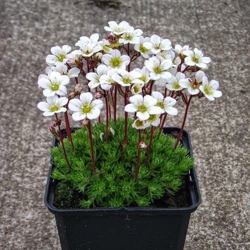Ломикамінь Арендса білий, Saxifraga Arendsii, Р9 - Зображення 2