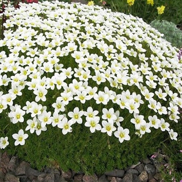 Ломикамінь Арендса білий, Saxifraga Arendsii, Р9 - Зображення 3