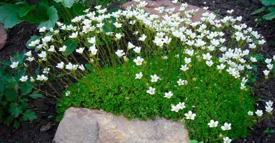 Ломикамінь Арендса білий, Saxifraga Arendsii, Р9 - Зображення 4
