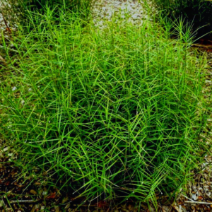 Осока пальмолиста 'Little Midge', Carex muskingumensis 'Little Midge', Р9