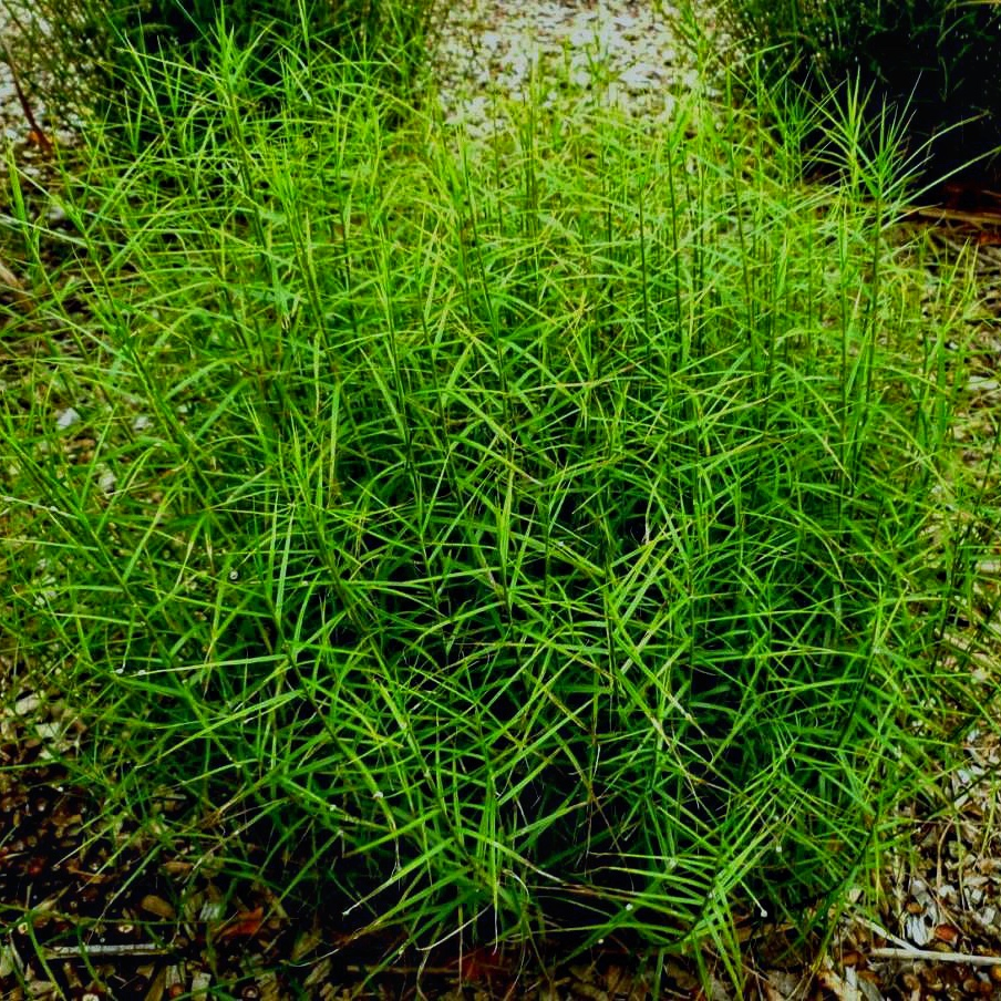 Осока пальмолиста 'Little Midge', Carex muskingumensis 'Little Midge', Р9