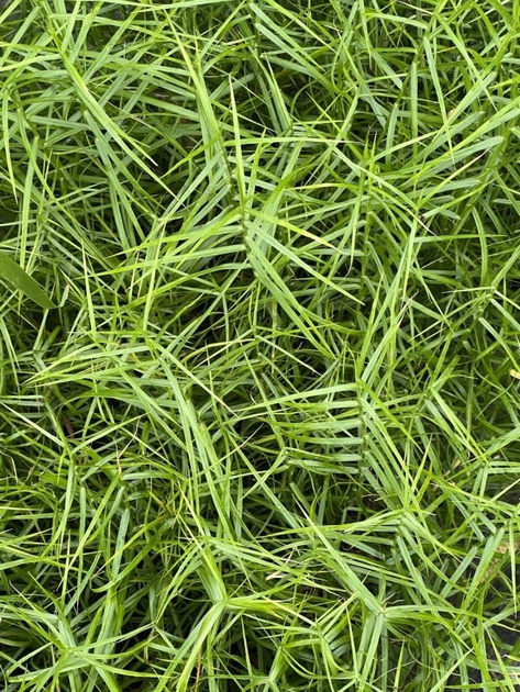 Осока пальмолиста 'Little Midge', Carex muskingumensis 'Little Midge', Р9 - Зображення 2