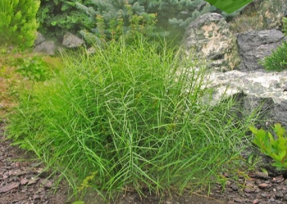 Осока пальмолиста 'Little Midge', Carex muskingumensis 'Little Midge', Р9 - Зображення 3