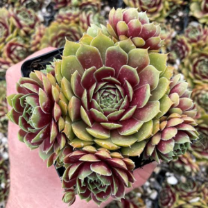 Молодило ‘Round Midnight’, Sempervivum ‘Round Midnight’, Р9