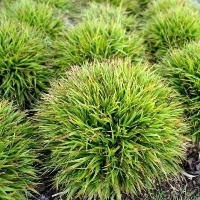 Ожика волосиста 'Ігел', Luzula pilosa 'Igel', Р9