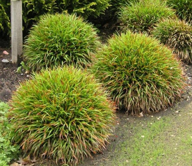 Ожика волосиста 'Ігел', Luzula pilosa 'Igel', Р9 - Зображення 2