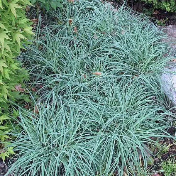 Осока повисла ‘Blue Zinger’, Carex flacca ‘Blue Zinger’, Р9