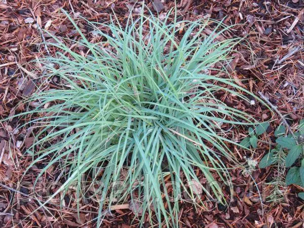 Осока повисла ‘Blue Zinger’, Carex flacca ‘Blue Zinger’, Р9 - Зображення 2