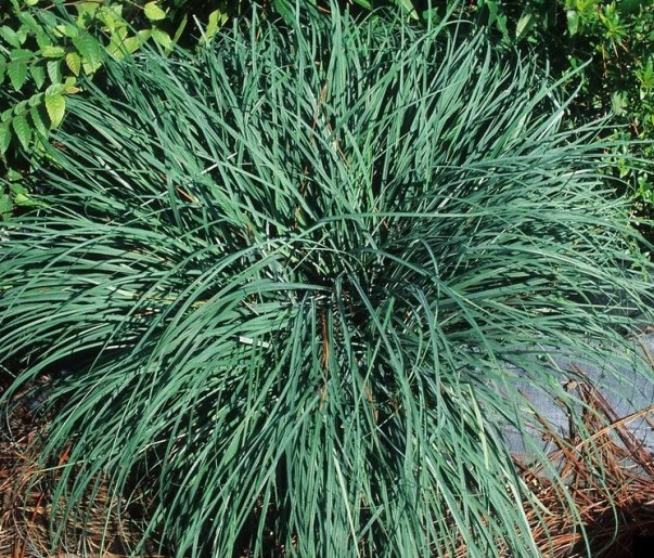 Осока повисла ‘Blue Zinger’, Carex flacca ‘Blue Zinger’, Р9 - Зображення 3