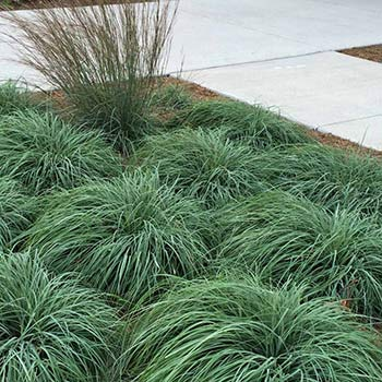 Осока повисла ‘Blue Zinger’, Carex flacca ‘Blue Zinger’, Р9 - Зображення 4