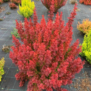 Барбарис тунберга "Неон", Berberis thunbergii 'Neon', С1, 5