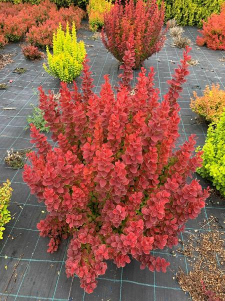 Барбарис тунберга "Неон", Berberis thunbergii 'Neon', С1, 5
