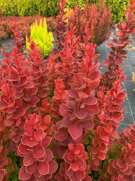 Барбарис тунберга "Неон", Berberis thunbergii 'Neon', С1, 5 - Зображення 2