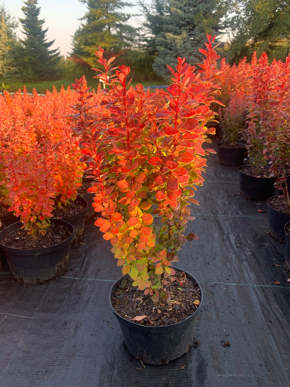 Барбарис тунберга "Неон", Berberis thunbergii 'Neon', С1, 5 - Зображення 4