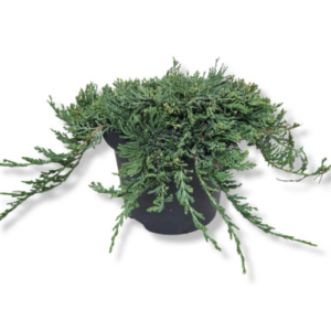 Ялівець горизонтальний "Джейд Рівер", Juniperus horizontalis 'Jade River', С1, 5