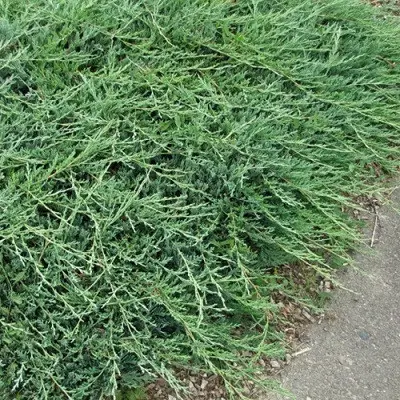 Ялівець горизонтальний "Джейд Рівер", Juniperus horizontalis 'Jade River', С1, 5 - Зображення 2