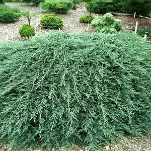Ялівець горизонтальний "Джейд Рівер", Juniperus horizontalis 'Jade River', С1, 5 - Зображення 3