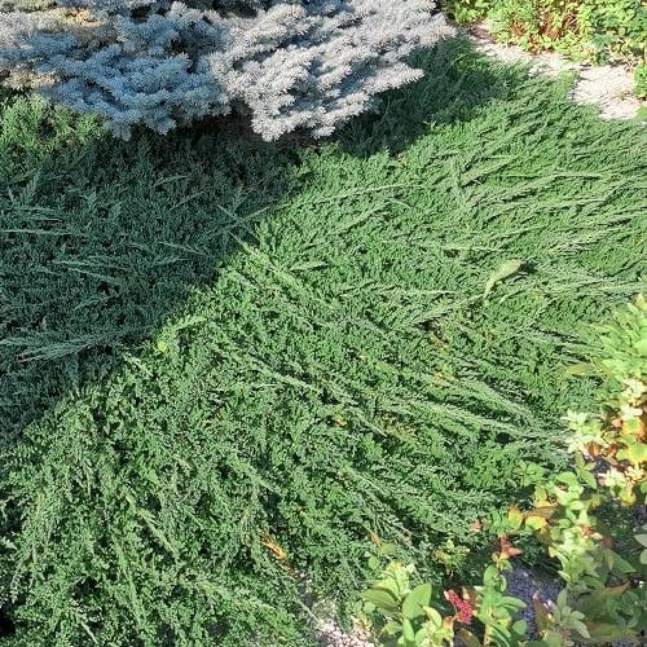 Ялівець горизонтальний "Джейд Рівер", Juniperus horizontalis 'Jade River', С1, 5 - Зображення 4