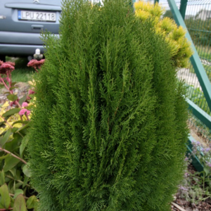 Туя східна "Юстінка", Thuja orientalis "Justynka", С1, 5