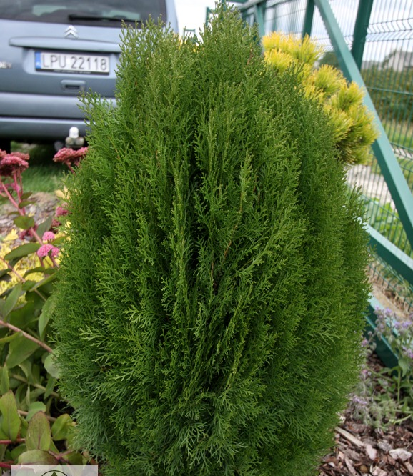 Туя східна "Юстінка", Thuja orientalis "Justynka", С1, 5