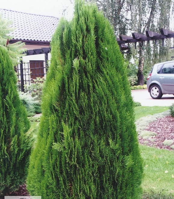 Туя східна "Юстінка", Thuja orientalis "Justynka", С1, 5 - Зображення 2