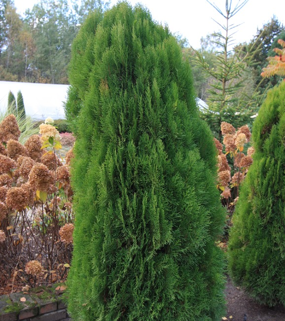 Туя східна "Юстінка", Thuja orientalis "Justynka", С1, 5 - Зображення 3