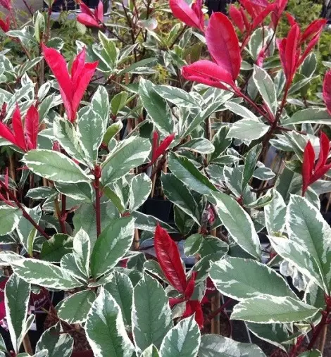 Фотінія Фразера "Луіза", Photinia fraseri "Louise", С1, 5 - Зображення 2