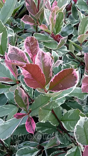 Фотінія Фразера "Луіза", Photinia fraseri "Louise", С1, 5 - Зображення 4