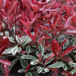 Фотінія Фразера "Луіза", Photinia fraseri "Louise", С1, 5