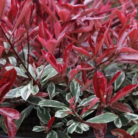 Фотінія Фразера "Луіза", Photinia fraseri "Louise", С1, 5