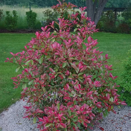 Фотінія Фразера "Луіза", Photinia fraseri "Louise", С1, 5 - Зображення 3