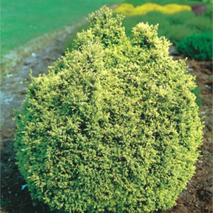 Кипарисовик горохоплідний "Плюмоза роджерсі", Chamaecyparis pisifera "Plumosa Rogersii", С1, 5