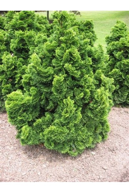 Кипарисовик туполистий "Грациліс", Chamaecyparis obtusa "Gracilis", С1, 5 - Зображення 2