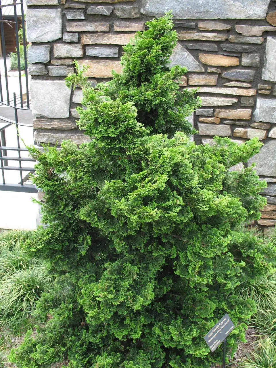 Кипарисовик туполистий "Грациліс", Chamaecyparis obtusa "Gracilis", С1, 5 - Зображення 3