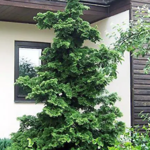 Кипарисовик туполистий "Грациліс", Chamaecyparis obtusa "Gracilis", С1, 5
