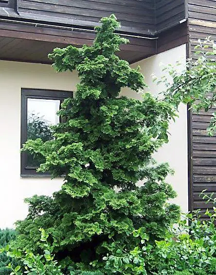 Кипарисовик туполистий "Грациліс", Chamaecyparis obtusa "Gracilis", С1, 5