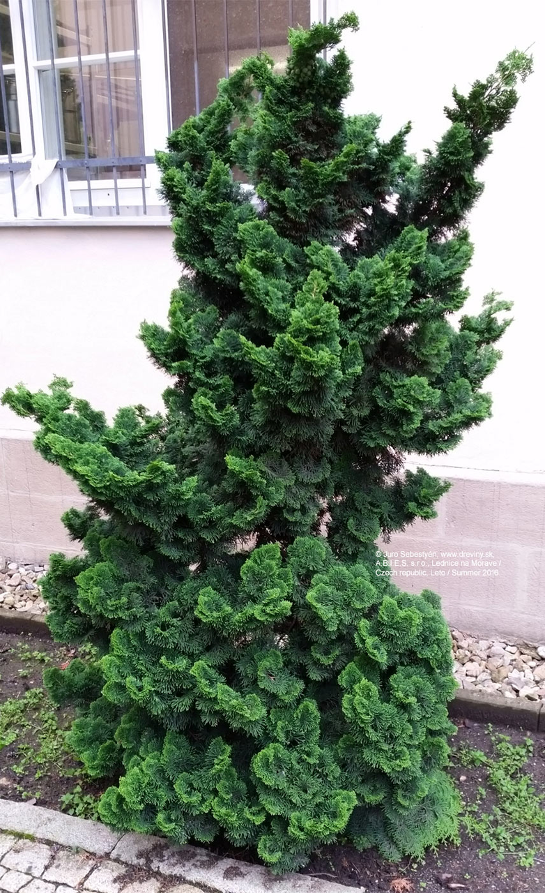 Кипарисовик туполистий "Грациліс", Chamaecyparis obtusa "Gracilis", С1, 5 - Зображення 4