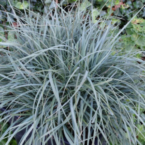 Осока просяна 'Паміра', Carex panicea 'Pamira', Р9