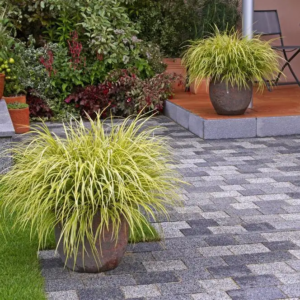 Осока охіменська 'Мунлайт', Carex oshimensis 'Moonlight', Р9
