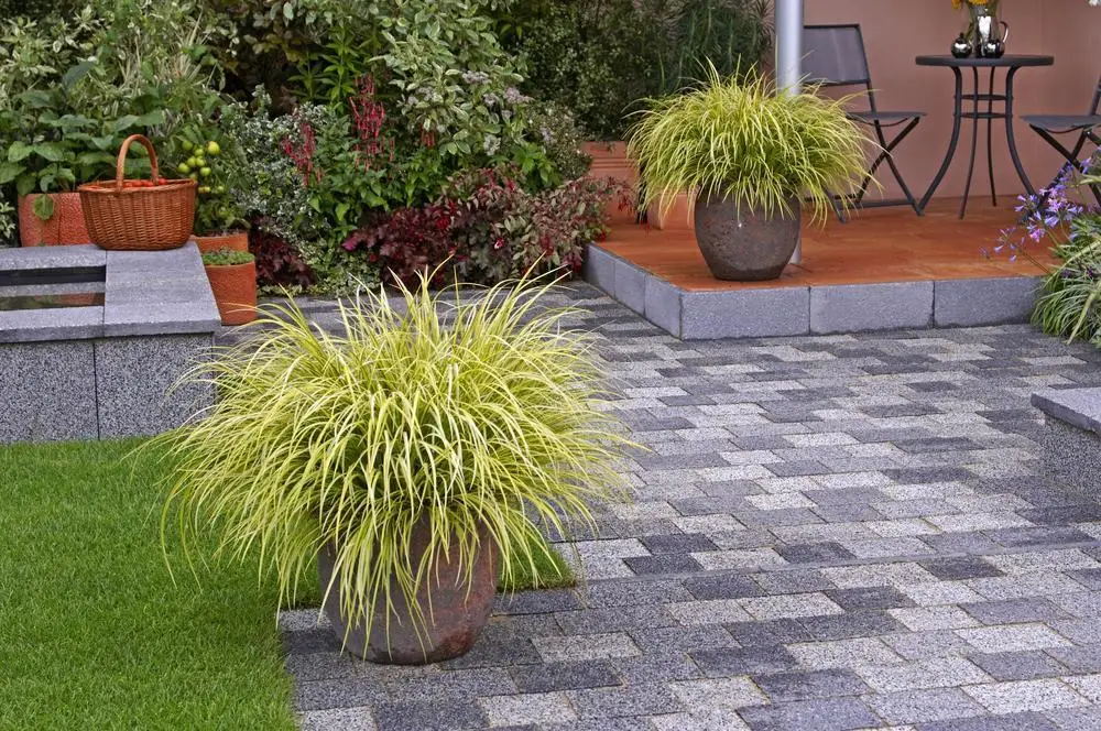 Осока охіменська 'Мунлайт', Carex oshimensis 'Moonlight', Р9