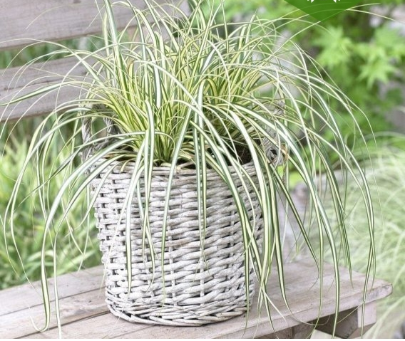 Осока охіменська 'Мунлайт', Carex oshimensis 'Moonlight', Р9 - Зображення 2