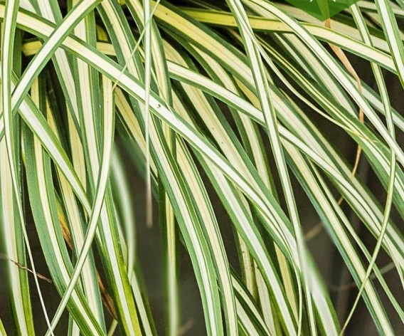 Осока охіменська 'Мунлайт', Carex oshimensis 'Moonlight', Р9 - Зображення 3